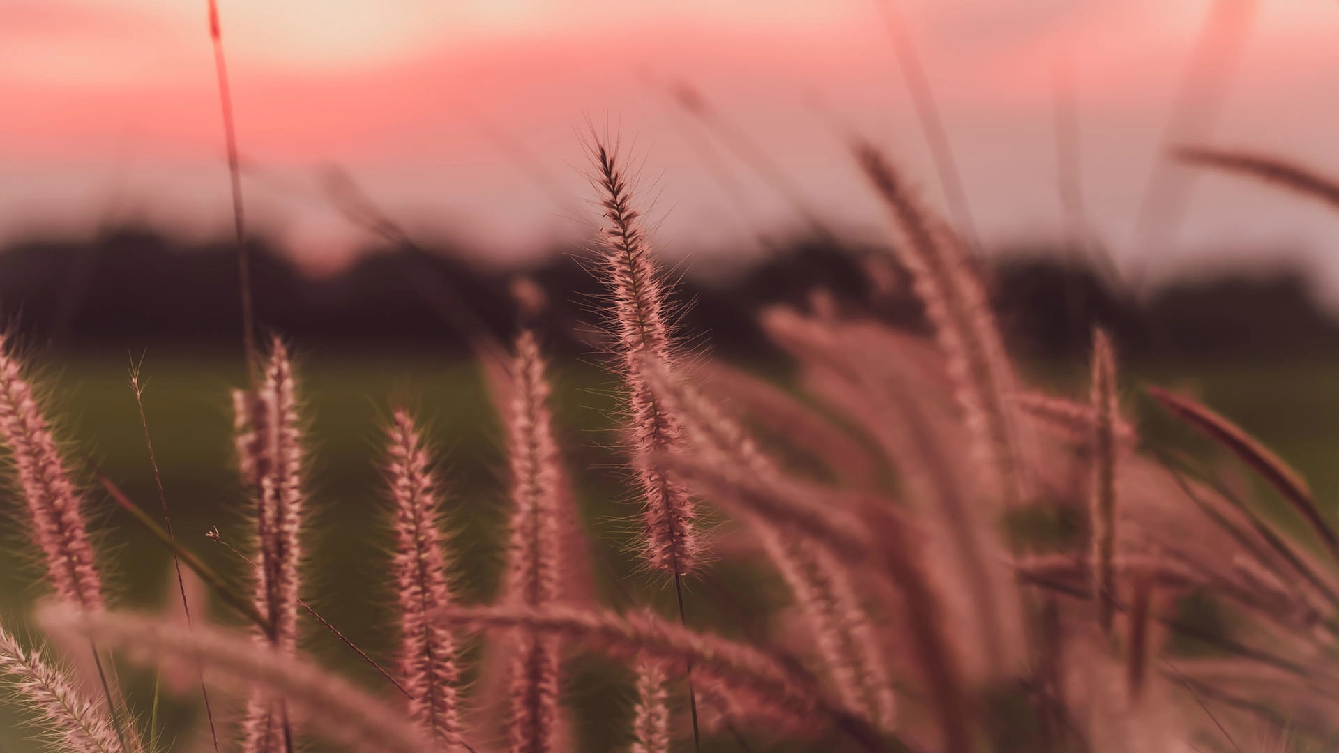 Close-up of pink-tinted grass stalks with a blurred green field and pinkish sky at sunset.